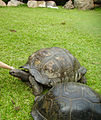 Tartaruga gigante (Geochelone gigantea) a Cousine-Island