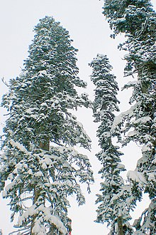 Nordmannsþinur í Dombay, Karachay-Cherkessia, Kákasus