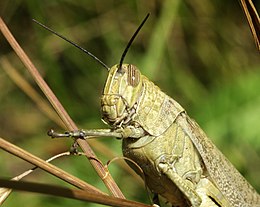 egyiptomi sáska (Anacridium aegyptium)