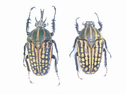 Mecynorhina savagei -koiras (vasemmalla) ja -naaras (oikealla)