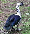 An African Comb Duck