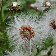 フキノトウの綿毛と種（拡大）