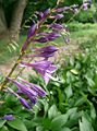 Hosta longipes