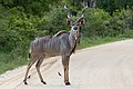 Male Kudu at Kruger National Park. South Africa. December 2013.