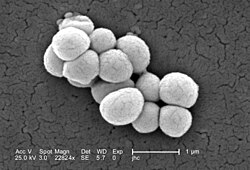 Бактерії Micrococcus luteus