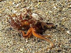 Amphioctopus marginatus