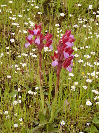 Orchis papilionacea