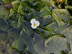 Ottelia alismoides (Hydrocharitaceae)