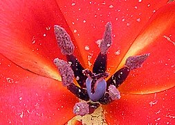 Organs sexuaus femèus (au centre) e mascles (a l'entorn de l'organ femèu) d'una flor