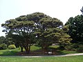 Planted in New York Botanical Garden