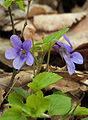 Arbara violo (Viola reichenbachiana)