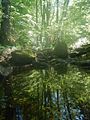 Natürlich gebildeter Amphibienteich