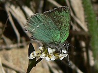 Sheridan’s green hairstreak butterfly