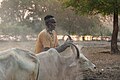 Mundari man putting ashes on a cow.