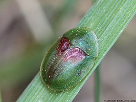 Cassida sanguinolenta