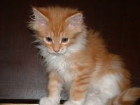 Maine Coon kitten at 75 days old