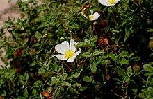 Cistus-salvifolius-flower.JPG