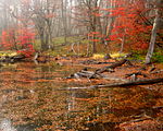 Autumn foliage with red and orange leaves in Bariloche