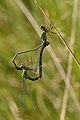 Chalcolestes viridis còpula