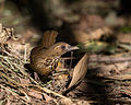 Garrulaxe à poitrine tachetée Garrulax merulinus