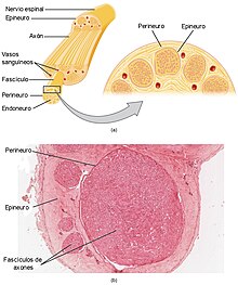 1319 Nerve StructureN esp.jpg