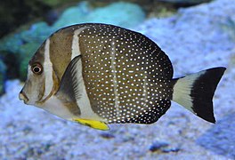 Acanthurus guttatus