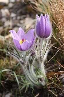 Anemone pulsatilla MS 0164.jpg