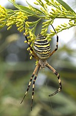 Araña avispa