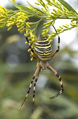 Argiope bruennichi