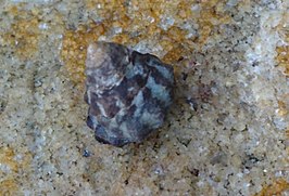 Bembicium auratum