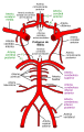 Diagrama de la circulación arterial en la base del cerebro.