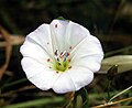 La correhuela (Convolvulus arvensis) es una especie de planta trepadora del género Convolvulus. Aunque es nativa de Europa y la zona templada de Asia, se ha naturalizado en otras zonas del mundo. Se ha introducido en Norteamérica, donde está considerada como especie invasora en algunas áreas. Por Alvesgaspar.