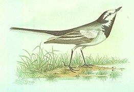 Motacilla alba ocularis (1883)