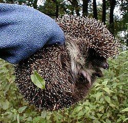 European hedgehog