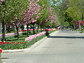 Tulips line the streets