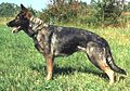 German Shepherd Dog