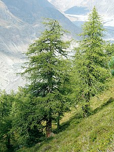 Larix decidua subsp. decidua at Aletschwald, Switzerland