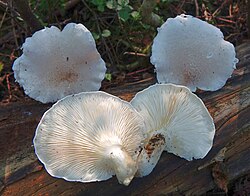 Loorservik Pleurotus dryinus