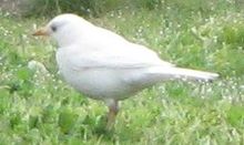 Oiseau au bec jaune, pattes claires, yeux noirs et plumage entièrement blanc