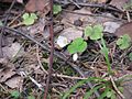 Acetosella comune (Oxalis acetosella) nell'oblast' di Ivanovo, Russia