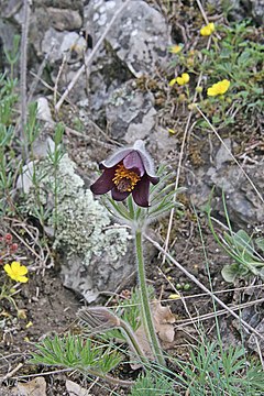 Description de l'image Pulsatilla pratensis subsp. bohemica2.jpg.