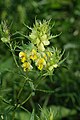 Rhinanthus glacialis