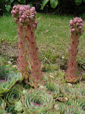 Sempervivum tectorum