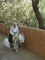 Abjanski ratar na magarcu