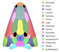 Череп на Xenotosuchus