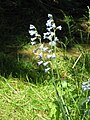 Jacinthe améthyste en début de floraison