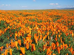 Kaliforniai kakukkmák (Eschscholzia californica)