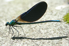 Calopteryx virgo meridionalis