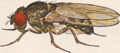 Image 26Male Drosophila pseudoobscura (from Speciation)