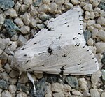 Acronicta leporina – Oberseite